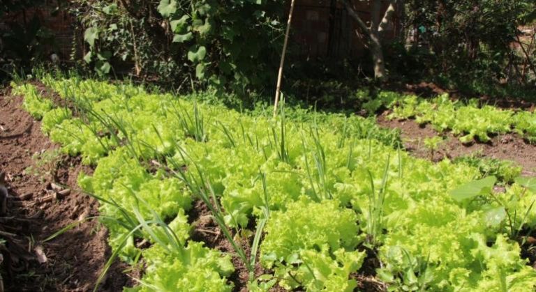 DE GRAÇA! PBH tem curso de agroecologia com 150 vagas em aberto