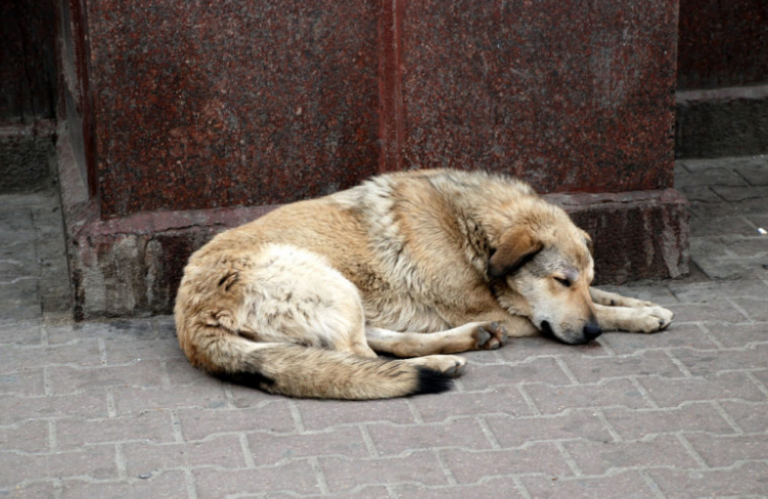 Câmara dos EUA aprova projeto de lei que torna crueldade animal um crime federal