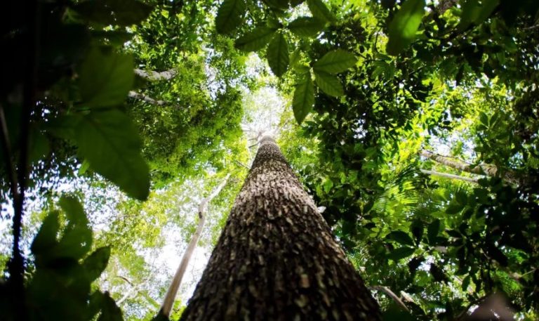 Efeito Trump sobre investimento verde deve ser temporário, dizem agentes